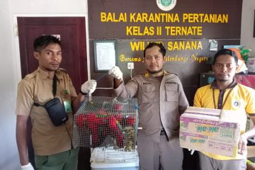 Balai Karantina Ternate amankan puluhan burung nuri diselundupkan
