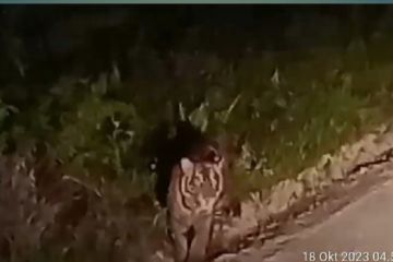 BB KSDA Riau pasang kamera jebakan tanggapi kemunculan harimau di Siak