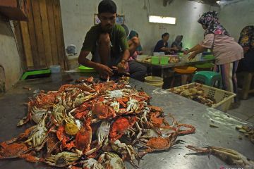 Jepang diversifikasi tujuan ekspor makanan laut pasca larangan China