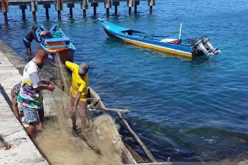 Empat kabupaten akan ekspor bersama ikan ke Jepang pada STC Biak