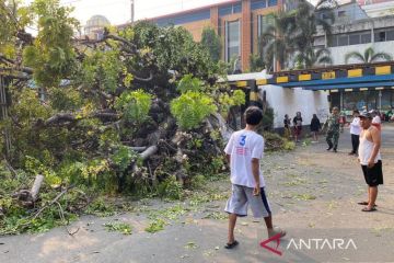 Korban pohon tumbang di DKI bisa dapat santunan, begini cara klaimnya