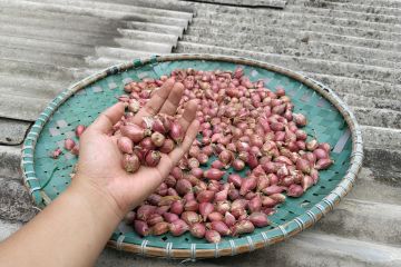 BRIN ingatkan petani tentang dampak buruk pestisida bagi bawang merah