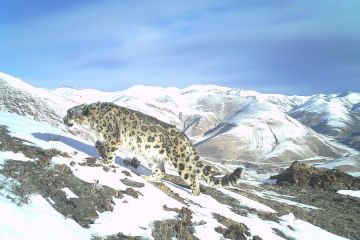 Aliansi konservasi macan tutul salju didirikan di Qinghai, China