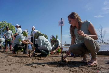 KLHK: Indonesia punya 3,39 juta hektare mangrove