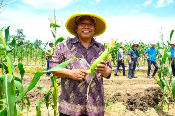 Perusahaan agribisnis dukung ketahanan pangan masyarakat di Kalteng
