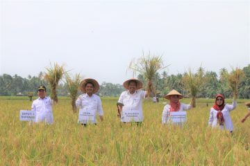 Kementan prediksi produksi beras Sumbar meningkat tahun ini
