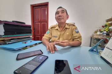 Pemkab Manokwari mempertahankan swasembada sapi