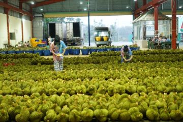 Durian pendulang devisa terbesar ekspor buah Vietnam