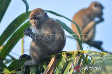 Pemda DIY - UPN kolaborasi lindungi habitat monyet ekor panjang