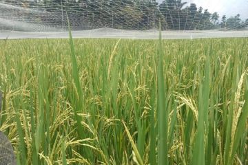 Produksi padi di Agam capai 275.706,6 ton selama 10 bulan