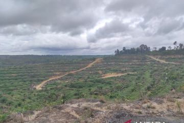 Pemkab Bulungan petakan kawasan sawit dan hutan