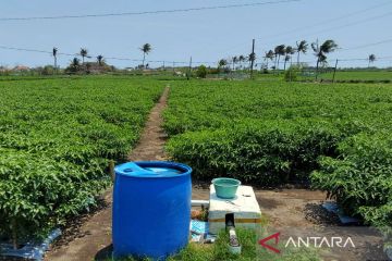 Lahan pasir Kulon Progo yang mengubah petani jadi jutawan