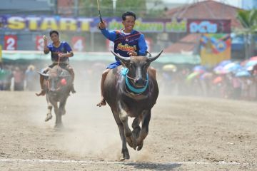 Album Asia: Mengintip keseruan festival balap kerbau di Thailand