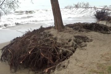 Abrasi gerus pantai Pasir Jambak, ekosistem penyu jadi rusak