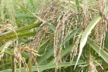 Kalsel kejar peningkatan produksi padi dengan tanam padi unggul