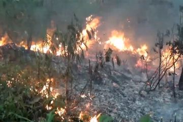 Kebakaran hutan Gunung Lawu, fokus pemadaman berbeda siang dan malam