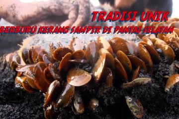 Tradisi unik berburu kerang sampir di Pantai Selatan