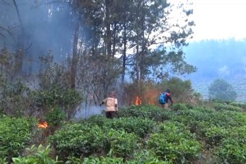 Api mendekat pengelola kebun teh jaga 24 jam