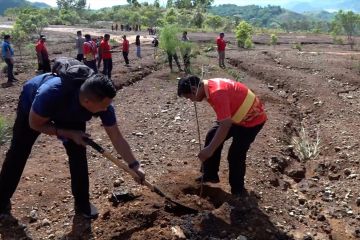 Pemkot Jayapura tanam 1.000 pohon di TPU Buper Waena