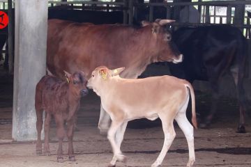 Penuhi kebutuhan daging nasional, Kementan produksi sapi Aceh