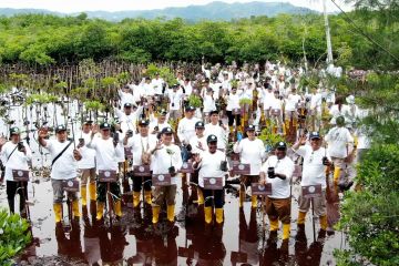 Percepat net zero carbon, BBPOM Jayapura tanam 300 mangrove