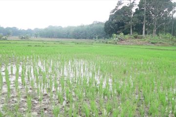 PLTS irigasi PTBA jadi solusi petani Desa Karang Raja hadapi kemarau