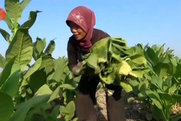 Kemarau untungkan petani tembakau Ngawi, tembus 2.500 ton