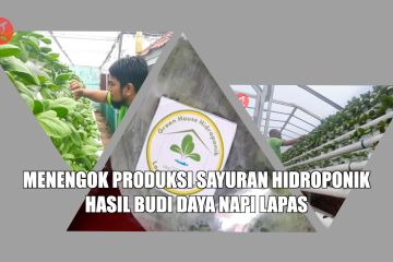 Menengok produksi sayuran hidroponik hasil budi daya napi lapas