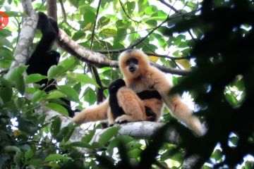 Strategi penyelamatan primata langka Owa Hainan dari kepunahan