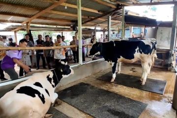 Pemkab Batang berdayakan peternak sapi demi suplai permintaan susu