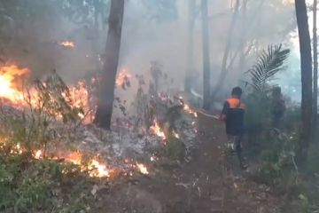 Total lahan terbakar di Gunung Lawu capai 1.100 hektare