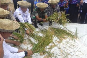 Varietas Mekongga berhasil tingkatkan produksi padi di Banjarmasin