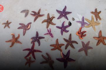 UNDP bantu perangi bintang laut berbahaya di pantai Turki