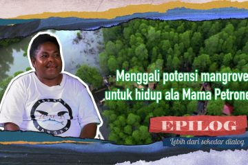 Kolaborasi Mama Papua dan pemerintah budidayakan mangrove (3)