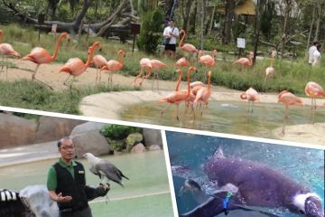Jelajah Bird Paradise taman burung terbesar di Asia