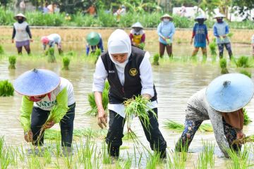 Khofifah apresiasi penanaman padi Inpari 32 gunakan pupuk organik