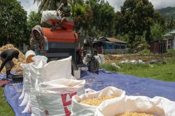 Dinas TPH Sulawesi Tengah genjot produksi jagung