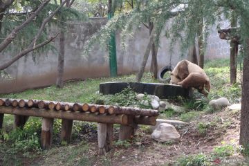 Melihat panda cokelat raksasa dan teman-temannya di Qinling