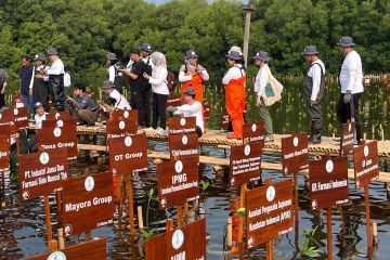 Perusahaan internasional dukung konservasi mangrove di Tanah Air