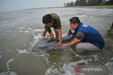 Evakuasi lumba-lumba yang terdampar di Pantai Pasir Jambak