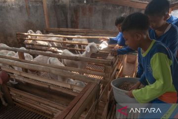 Siswa belajar tentang peternakan domba