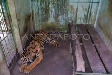 Legislator minta pemkot benahi Medan Zoo akibat matinya seekor harimau