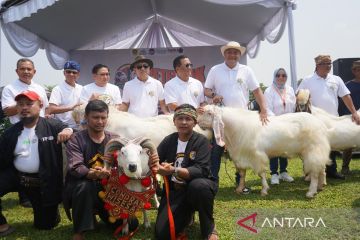 Menkop UKM apresiasi Festival Ternak Domba Kambing di Bogor