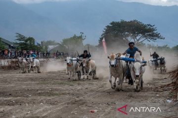 Tradisi karapan sapi di Desa Tinggede Sigi