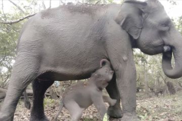 Seekor anak Gajah Sumatera lahir di Taman Nasional Way Kambas Lampung