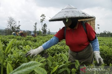 Indonesia jadi produsen teh kedua terbesar di Asia Tenggara
