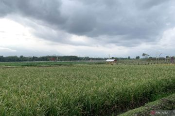 Pemkab Malang catat produksi padi capai 469 ribu ton hingga Oktober