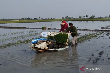 Pemkab Demak targetkan luas areal tanam padi MT pertama 38.000 hektare