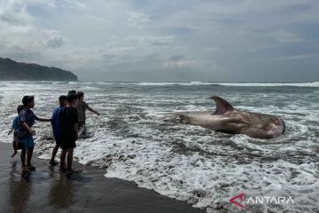 Seekor hiu paus terdampar di Pantai Parangtritis