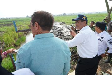 Mentan optimalkan 200 ribu ha lahan rawa di Kalsel, topang produksi beras